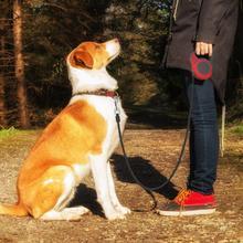 Easy Pet Retractable Leash - Horizon Good